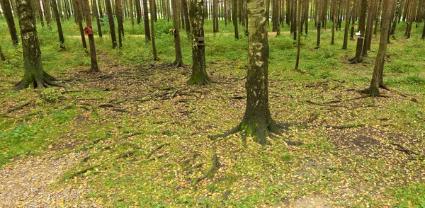 Große Baumwurzeln. — Stockfoto