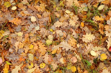Düşen sonbahar yaprakları.