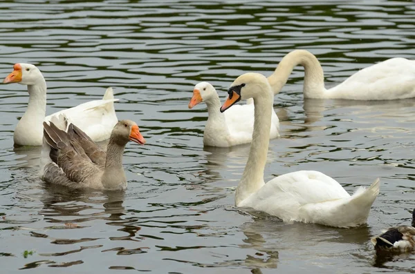 Zwaan drijvend op het meer. — Stockfoto