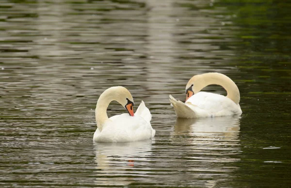 Cygne flottant sur le lac . — Photo