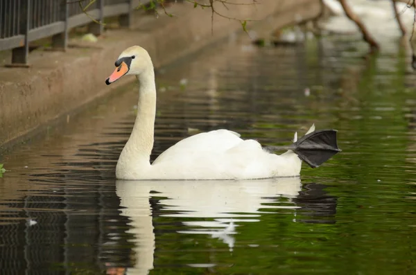 白鳥が湖に浮かんで. — ストック写真