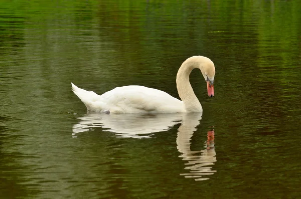 Zwaan drijvend op het meer. — Stockfoto