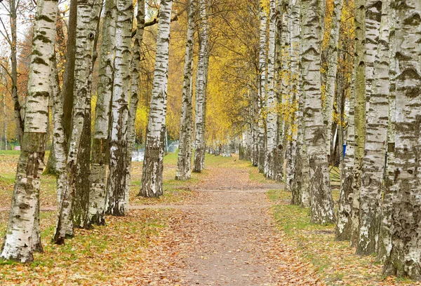 Vicolo di betulle bianche . — Foto Stock