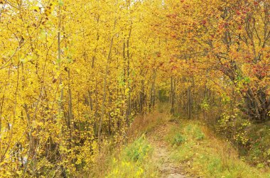 Düşen sonbahar yaprakları.