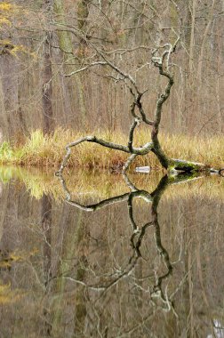 Sonbaharda doğal peyzaj.