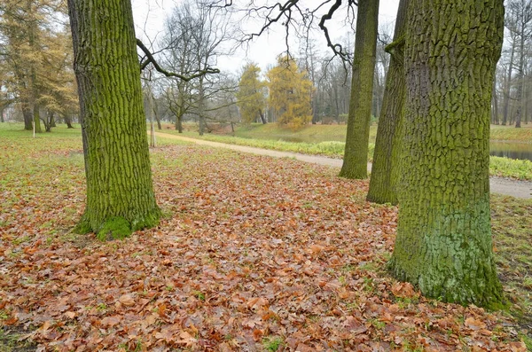 Gefallene Herbstblätter. — Stockfoto