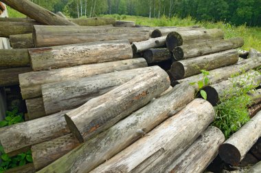 Bir açıklıkta ahşap günlükleri.