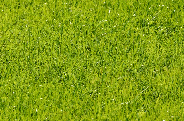 Grama verde no gramado. — Fotografia de Stock