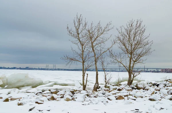 Hivers froids avec givre . — Photo