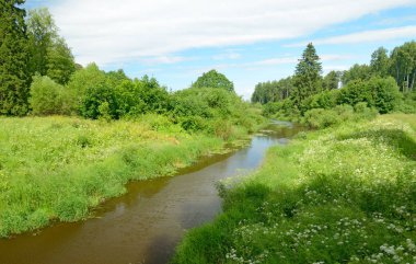 Güneşli manzara orman.