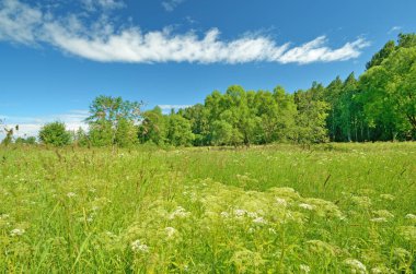 Güneşli manzara orman.