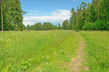 Güneşli manzara orman.
