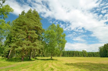 Güneşli manzara orman.