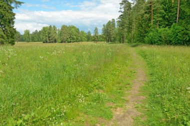 Güneşli manzara orman.
