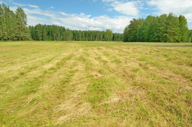 Güneşli manzara orman. Yeşil bitki örtüsü ile doğanın renkli kez bakıldı.