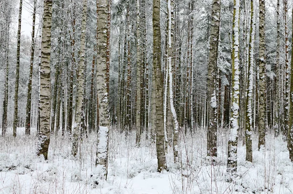 Μέσα στο δάσος εκεί βρίσκεται το λευκό χιόνι. — Φωτογραφία Αρχείου