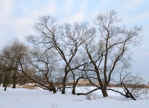 Winterlandschap met witte sneeuw. — Stockfoto