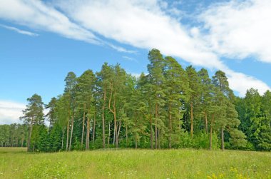 Güneşli manzara orman.