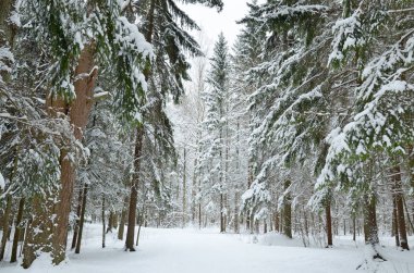 Ormanın içinde soğuk kış.