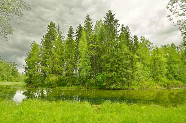 Sonnige Landschaft im Wald. — Stockfoto