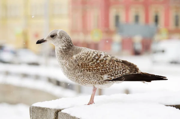 Eine große Möwe sitzt auf dem Geländer der Brücke. — Stockfoto