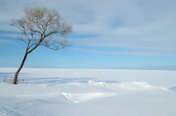Winterlandschaft mit weißem Schnee. — Stockfoto