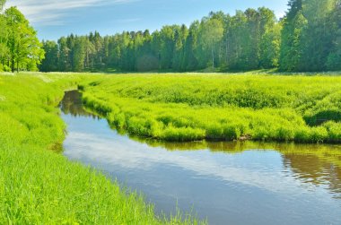 Güneşli manzara orman.