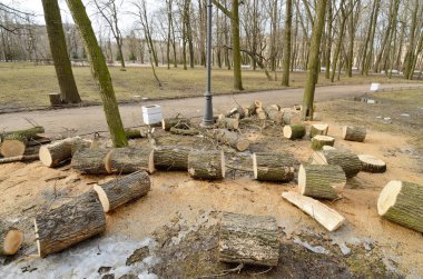 Park.Old ağaçlar Temizleme kısmak.