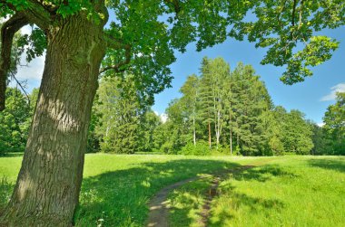 Güneşli manzara orman.