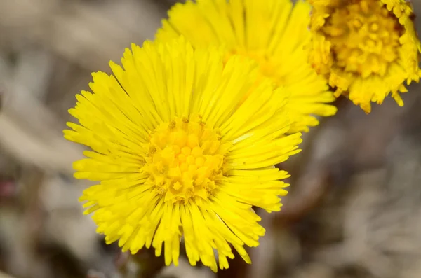 Floraison fleurs mère et belle-mère . — Photo