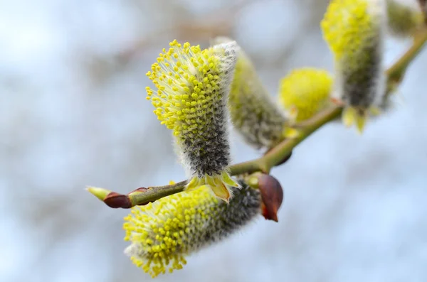 Les bourgeons poilus de saule chatte . — Photo