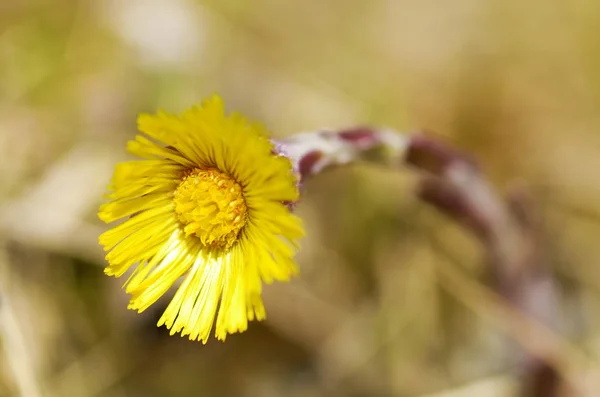 Blühende Blumen Mutter und Stiefmutter. — Stockfoto