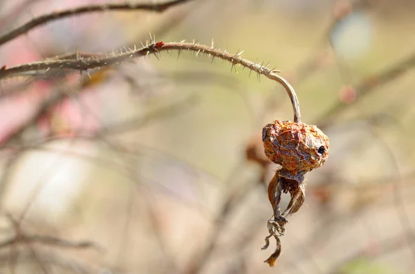 Rosa mosqueta del año pasado . — Foto de Stock