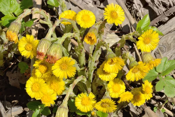 Blühende Blumen Mutter und Stiefmutter. — Stockfoto