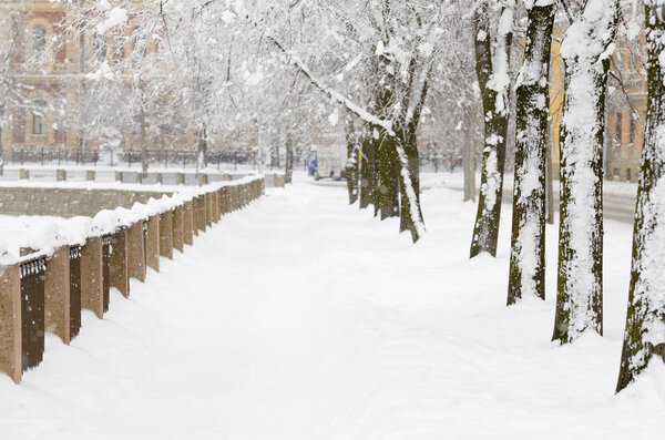 Snow-white winter in the city.The trees are covered with bright snow .Beautiful winter landscapes.