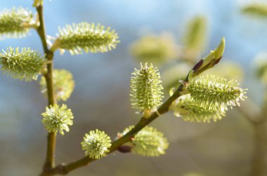 Kukum tüylü tomurcuklar.