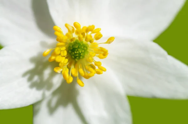 Sarı stamens çuha çiçeği. — Stok fotoğraf