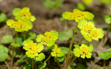 Chrysosplenium alternifolium. Karanlık ve nemli yerlerde yetişen.