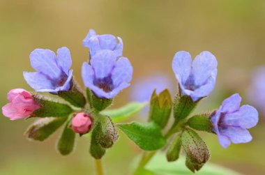 Campanula'lar orman açıklıklar üzerinde.