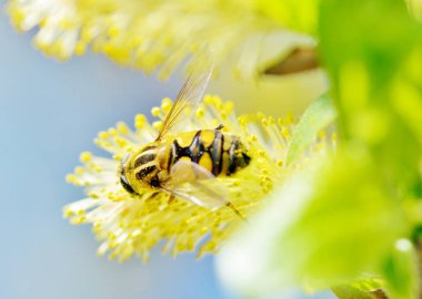 Alman arı polen bitkilerden toplar..