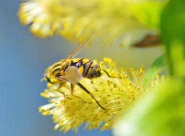 Alman arı polen bitkilerden toplar..