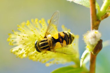 Alman arı polen bitkilerden toplar..