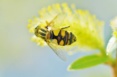 Alman arı polen bitkilerden toplar..
