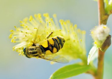 Alman arı polen bitkilerden toplar..
