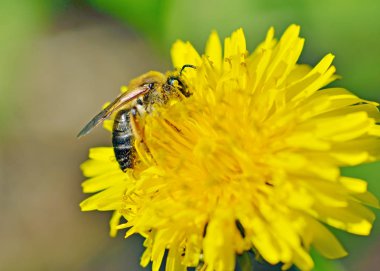 Bir arı bir karahindibadan polen toplar..