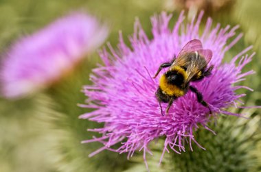 Bir yaban arısı çiçekten nektar toplar..