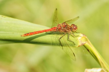 Dragonfly bitkinin kök üzerinde oturan.
