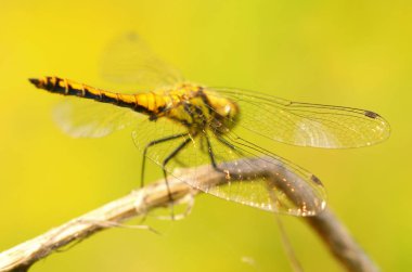 Dragonfly bitkinin kök üzerinde oturan.