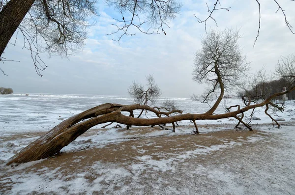 Koude winter in het bos. — Stockfoto