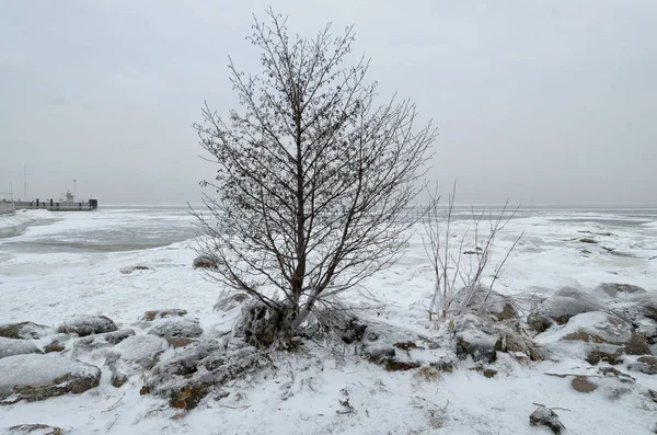 Kalter Winter im Wald. — Stockfoto